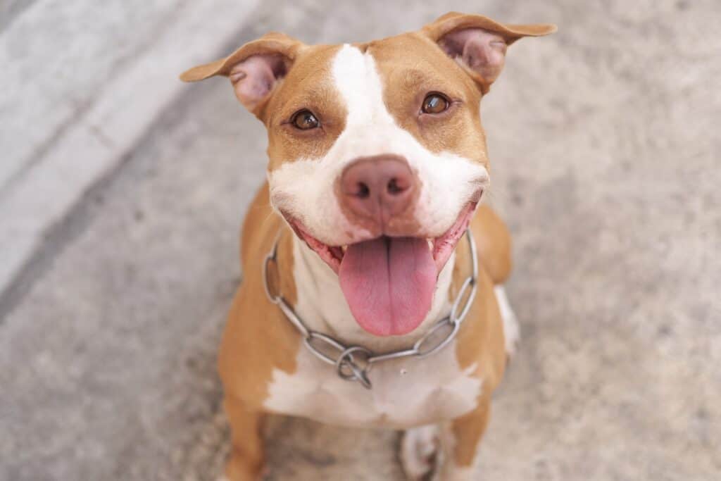 pitbull sorridente
