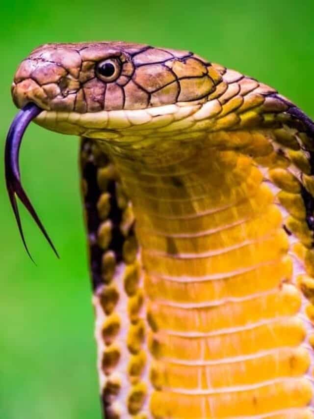 King Cobra (Ophiophagus hannah) Il serpente velenoso più lungo del mondo