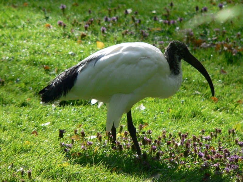 ibis dalla testa nera (Threskiornis melanocephalus) ibis bianco e nero nella palude