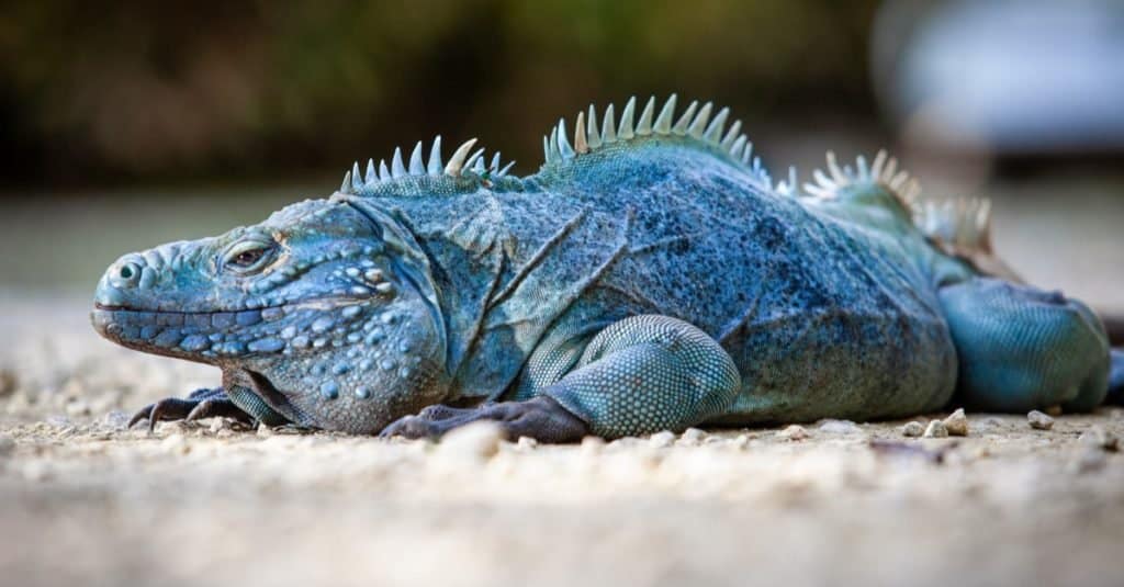 L'iguana blu estremamente rara (Cyclura lewisi) è protetta nel Queen Elizabeth II Botanic Park, dove è possibile trovare il vero habitat naturale di questa sorprendente creatura.