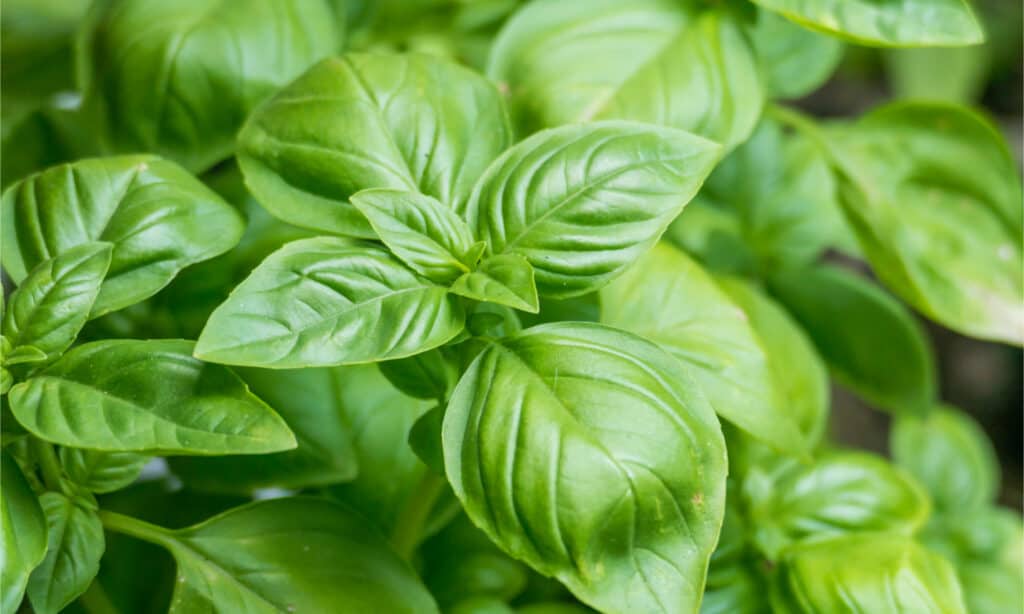 Pianta di basilico conosciuta anche come Ocimum basilicum
