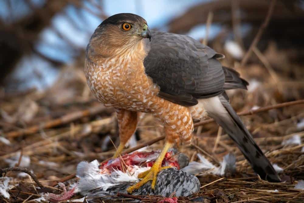 Falco di Cooper con nuova uccisione