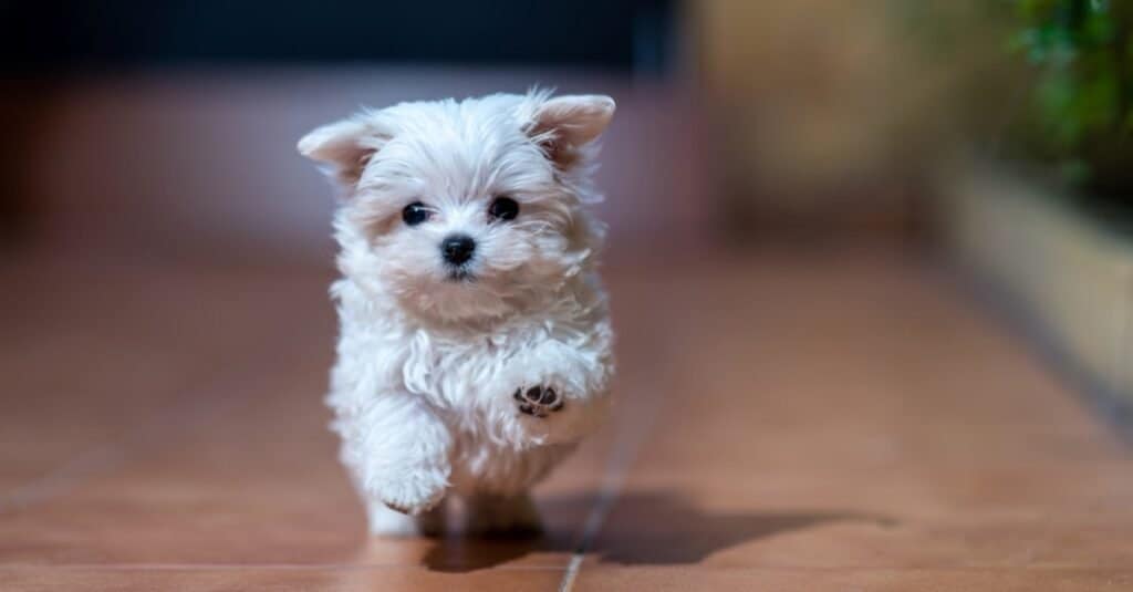 I più carini _ I cani più carini