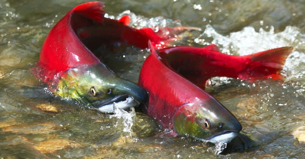 Un paio di salmone rosso vivo