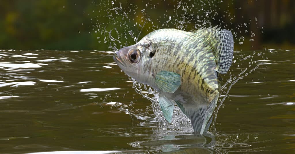 Crappie che salta fuori dall'acqua