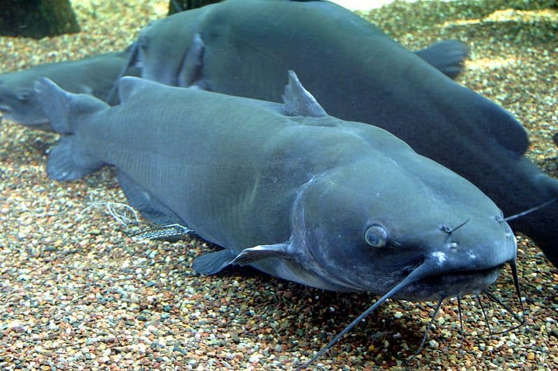 Fatti incredibili del pesce gatto - Pesce gatto del canale