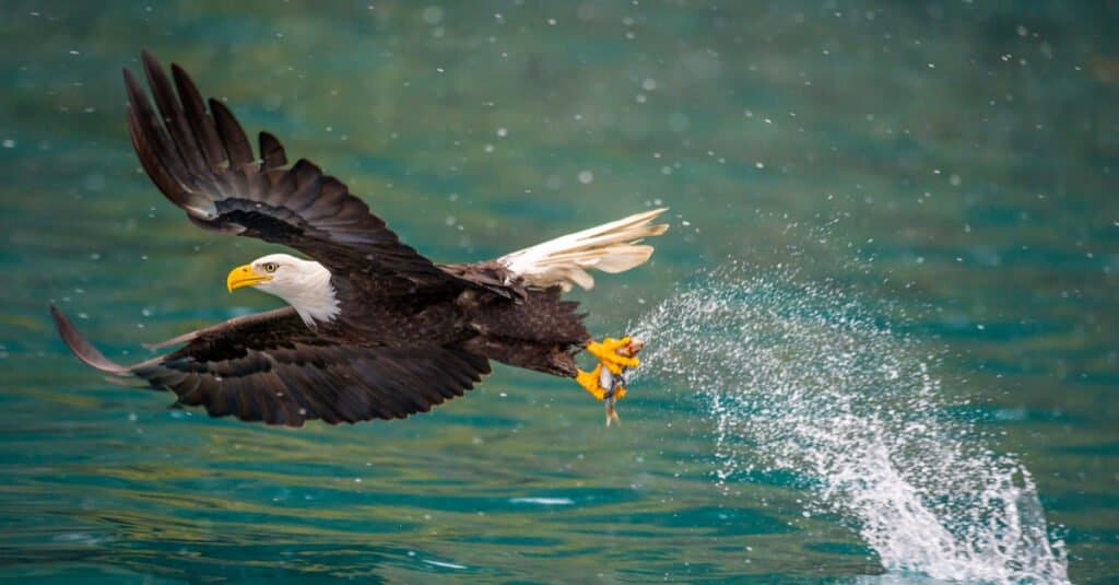 l'aquila calva ha appena pescato un pesce