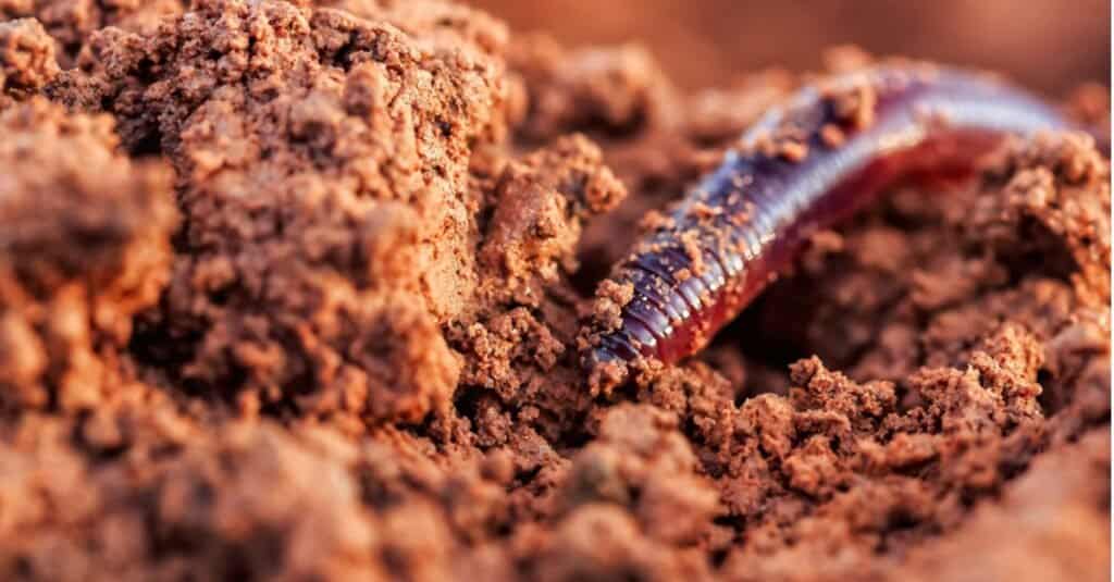 lombrico che scava nel terreno