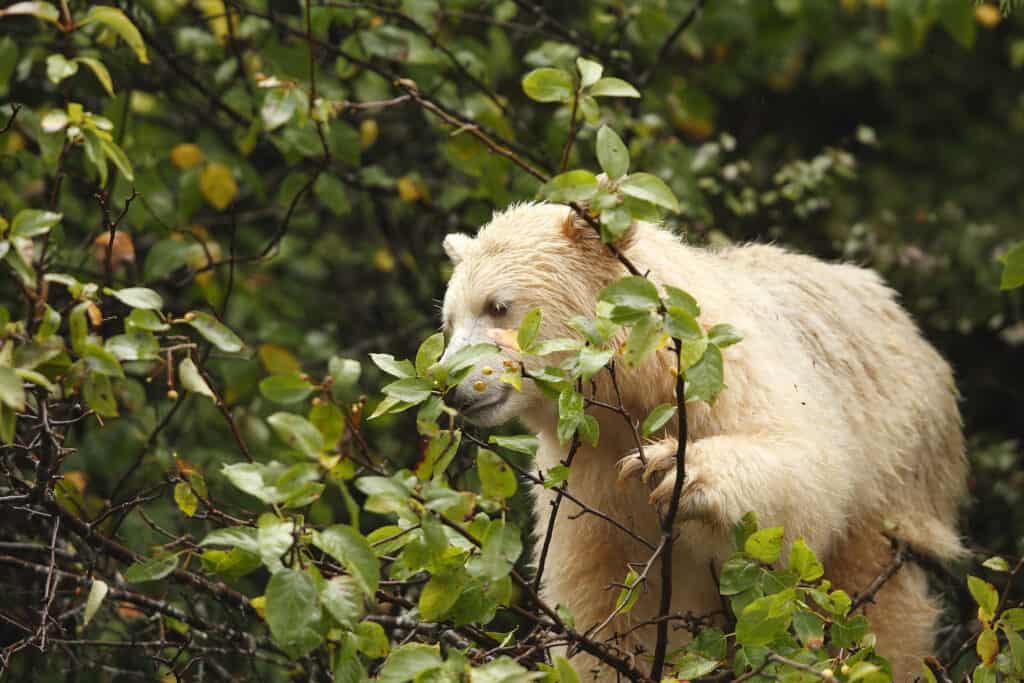 orso nero bianco