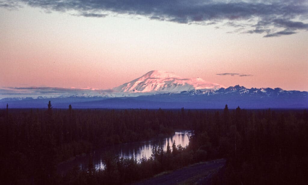 Il serpente solitario di 17 piedi che una volta vagava impossibilmente in Alaska