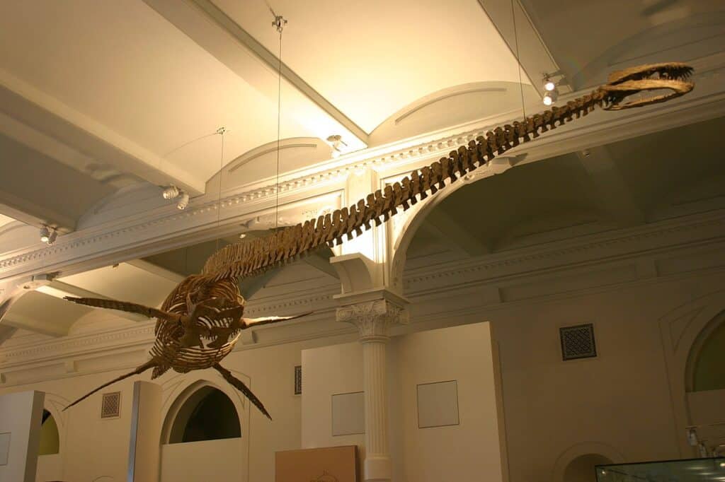 Thalassomedon nel Museo Americano di Storia Naturale