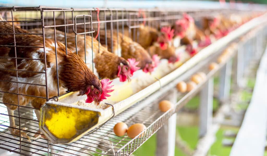 Galline Allineate, Depongono Le Uova