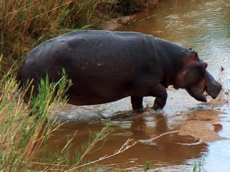 Ippopotamo
