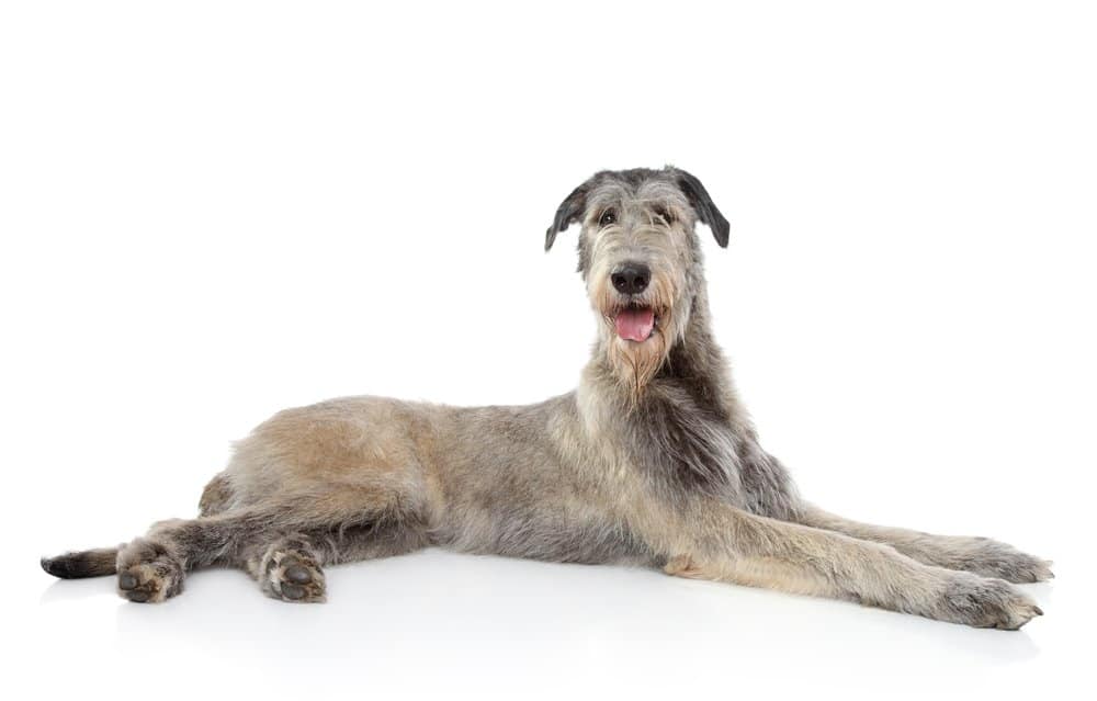 Foto isolata dell'Irish Wolfhound