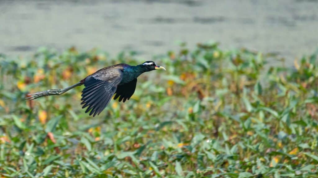 Jacana dalle ali di bronzo