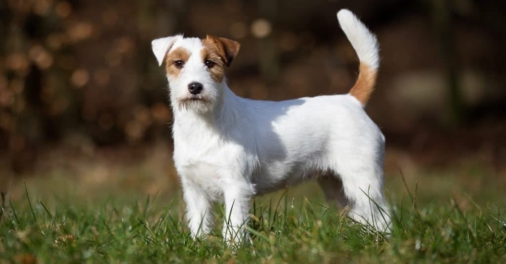 Cane di razza Jack Russell Terrier all'aperto sul campo in erba in una soleggiata giornata primaverile.