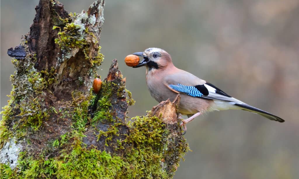 Ghiandaia euroasiatica con una noce nel becco appollaiata su un tronco.  Questi uccelli trascorrono la maggior parte della loro giornata volando e cercando cibo sugli alberi.