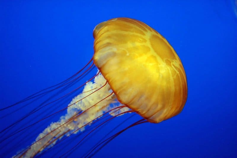 Meduse gialle nell'oceano