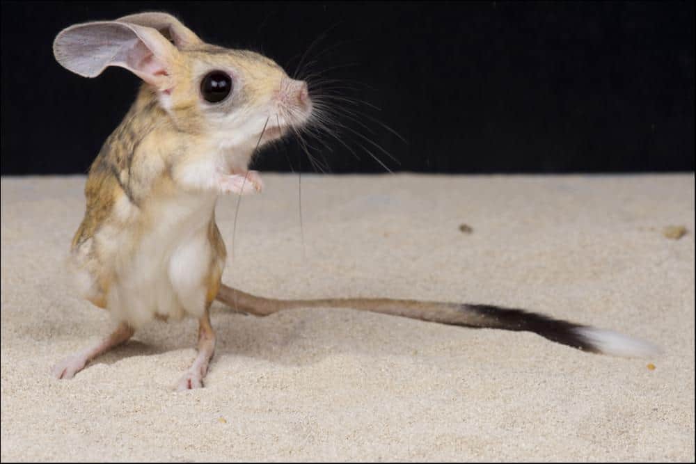 jerboa (Dipodidae) jerboa sulla sabbia