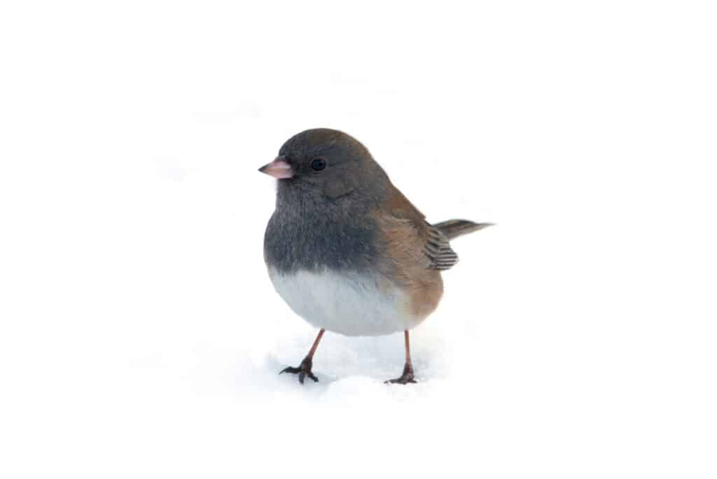 Un Junco dagli occhi scuri in piedi nella neve