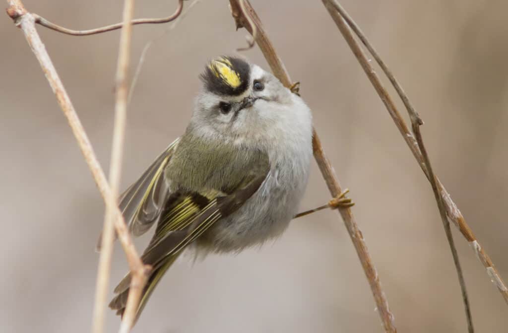 Kinglet dalla corona d'oro appollaiato su un sottile ramo verticale