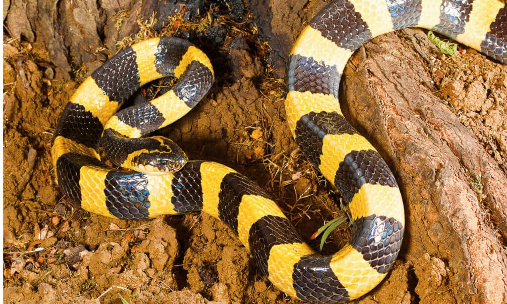Un krait fasciato su terreno roccioso