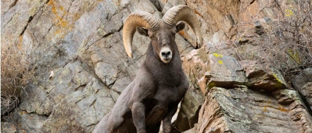 Pecore bighorn in ambiente montuoso