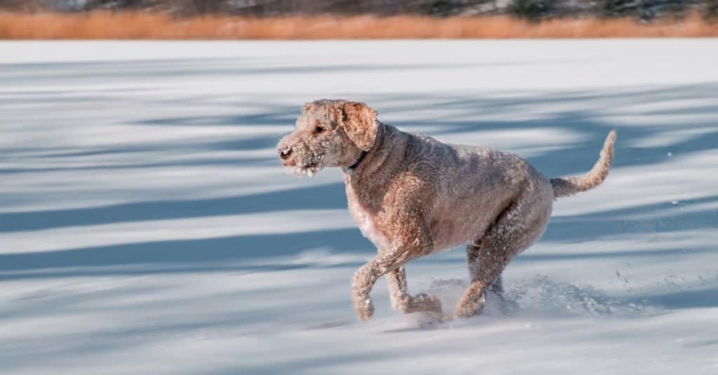 Labradoodle australiano vs Goldendoodle