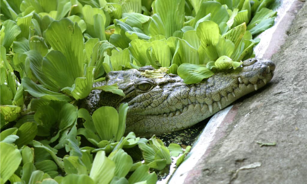 Cassio, coccodrillo d'acqua salata in cattività