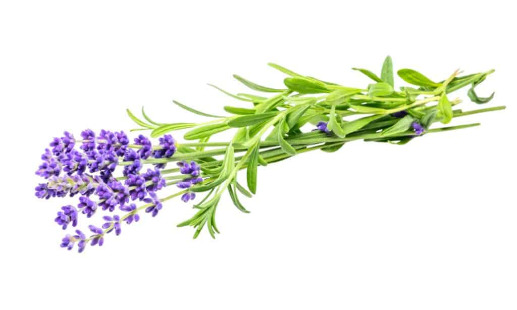 Lavanda francese contro lavanda inglese