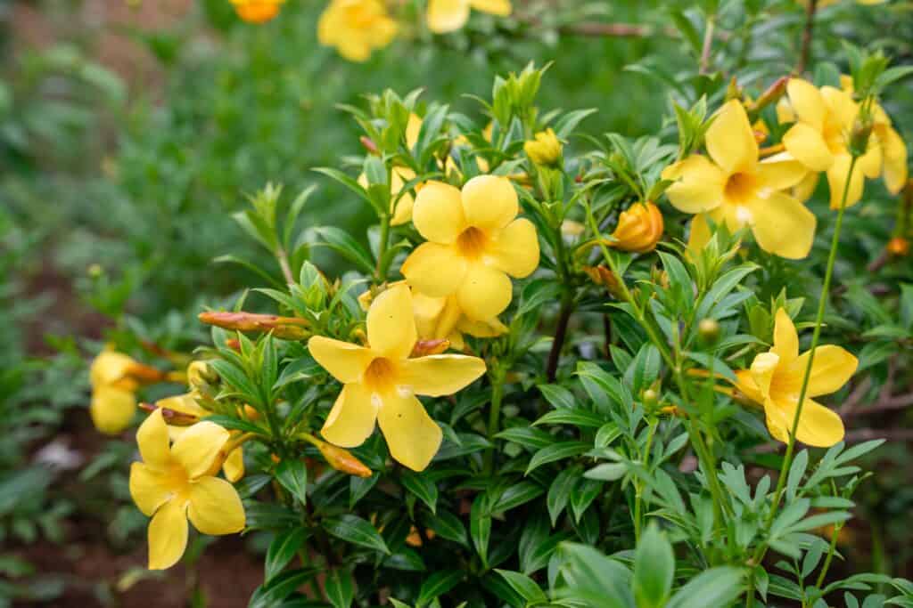 vite allamanda