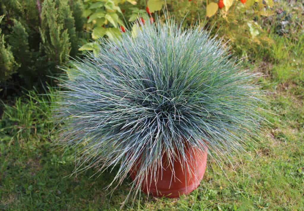 festuca azzurra 