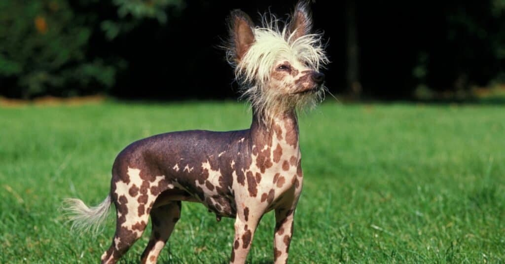 Chinese Crested Dog guardando verso il cielo