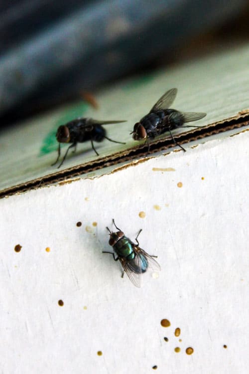 Feci, Mosca - Insetto, Sporco, Scatola di cartone, Senza persone