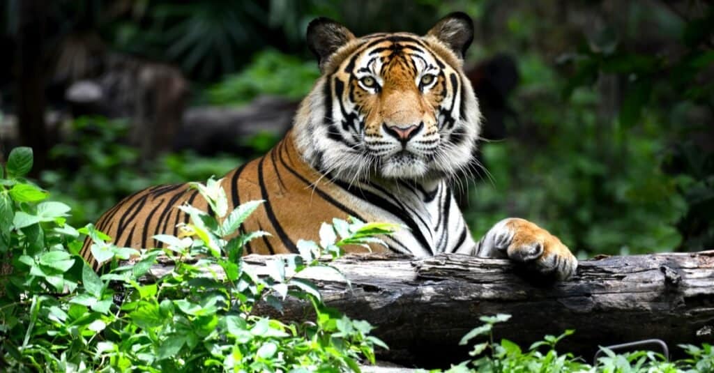 I gatti più letali - Tiger