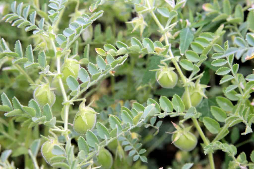 Lenticchia