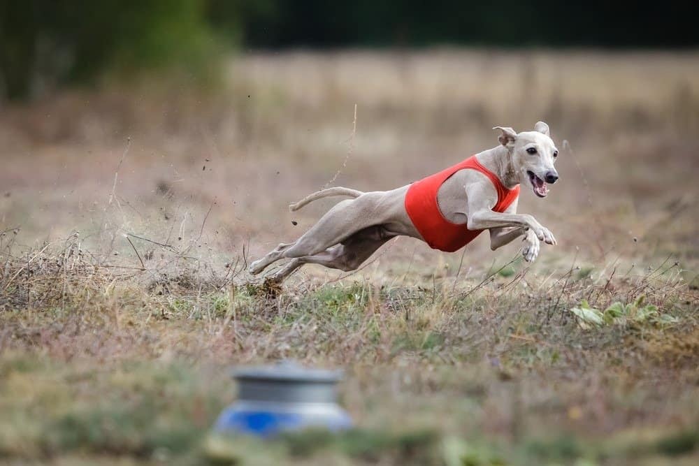 Il piccolo levriero italiano insegue l'esca nel campo.