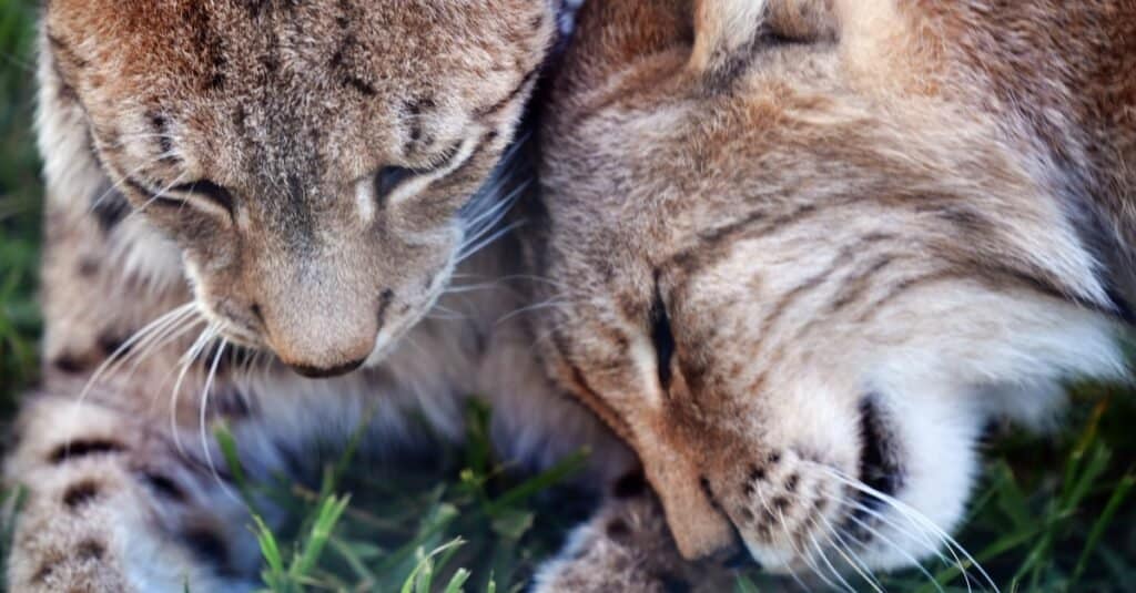Una lince balcanica maschio e femmina che si toeletta e socializza.