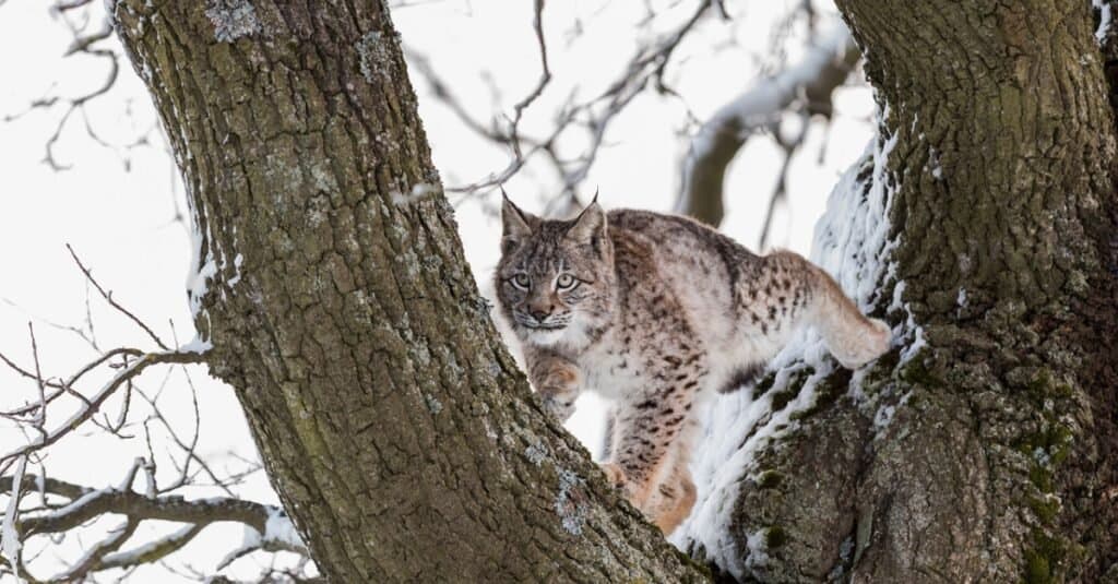 lince eurasiatica che insegue nell'albero