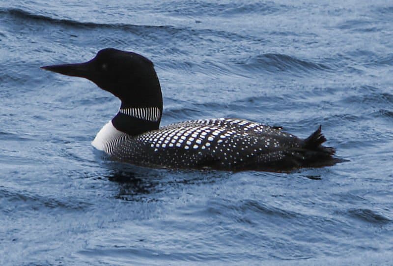 Loon comune (Gavia Immer)