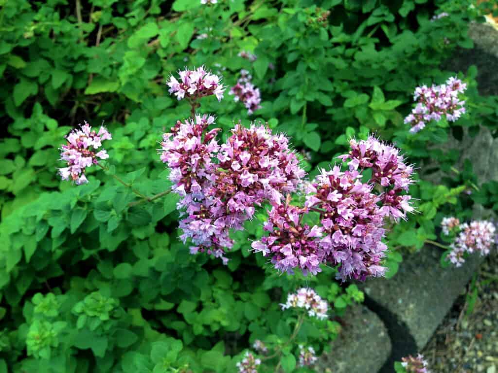 Origano (Origanum vulgare) in fiore.