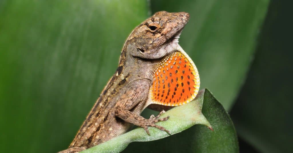 Lucertola Anole maschio marrone con ventaglio a gola espansa.