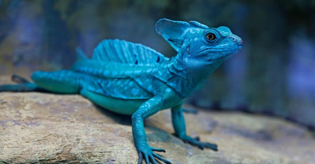 Lucertola Basilisk blu colorata in un terrario.  Le lucertole del basilisco sono disponibili in una varietà di colori interessanti.