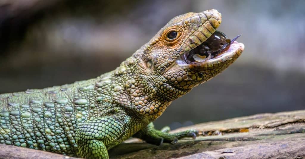 Una lucertola del caimano del nord che mangia le lumache dorate della mela