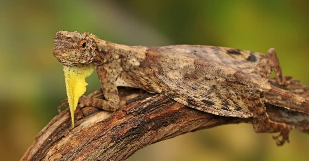 Un drago volante (Draco volans) prende il sole su un ramo di vite prima di iniziare le sue attività quotidiane.