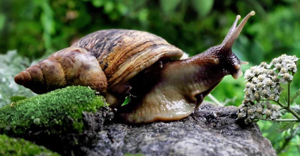Lumaca di terra africana gigante.
