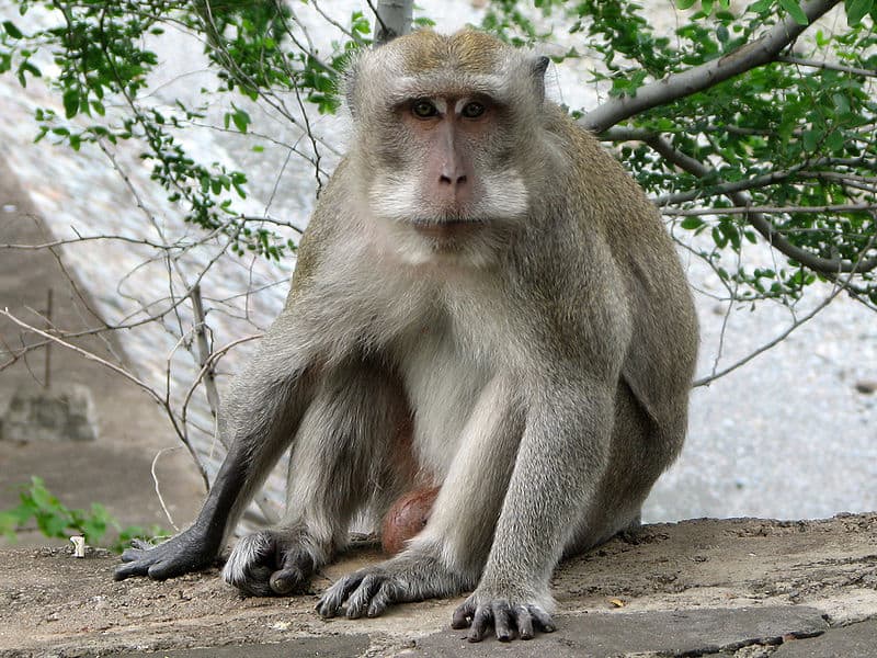 Macaco mangiatore di granchi (Macaca fascicularis), nel tempio di Pura Pulaki (isola di Bali, Indonesia)