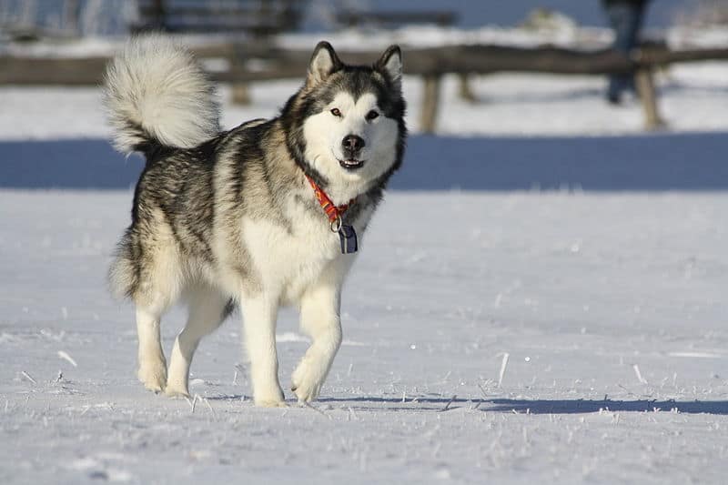 Alaskan malamute nella neve