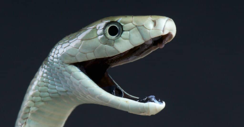 I mamba neri sono raramente neri e in realtà prendono il nome dall'interno della loro bocca.