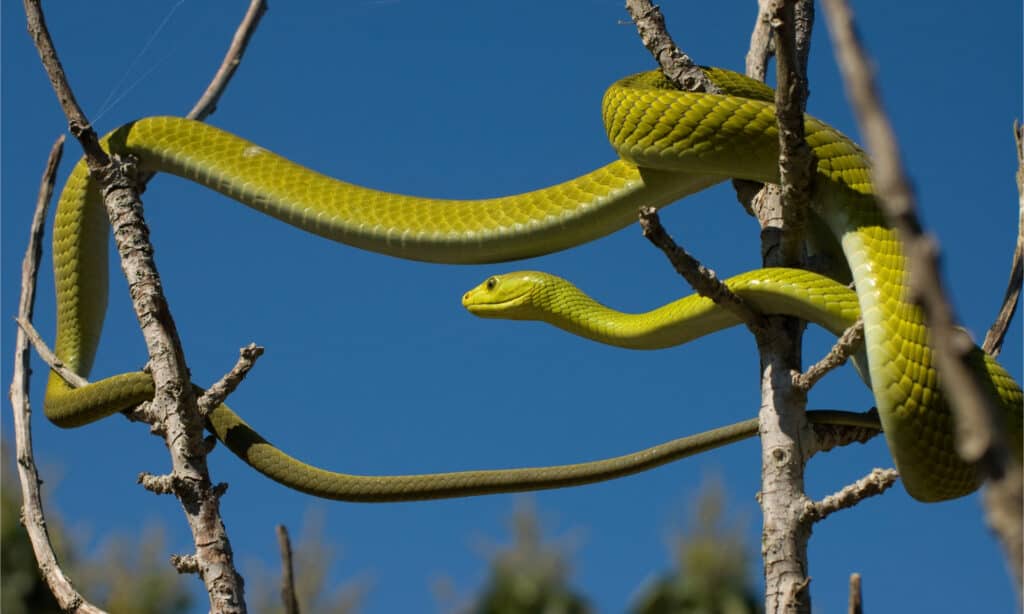 Un mamba verde orientale si allungava tra diversi rami contro un cielo blu